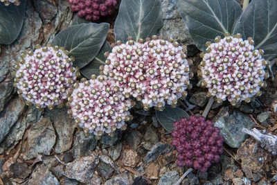 Asclepias solanoana, photographed by Don Loarie