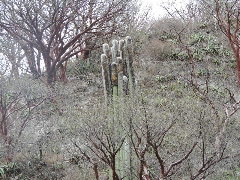 Cephalocereus senilis, photographed by Sandino Guerrero