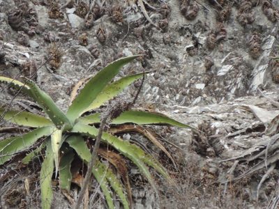 Agave xylonacantha, photographed by Sandino Guerrero