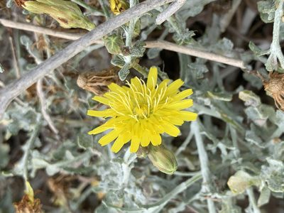 Malacothrix incana, photographed by Jim Riley