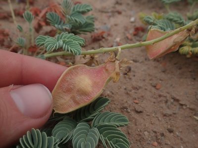 Hoffmannseggia repens, photographed by Nolan Exe