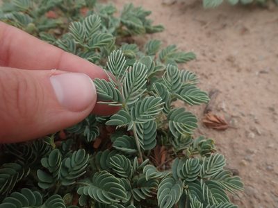 Hoffmannseggia repens, photographed by Nolan Exe