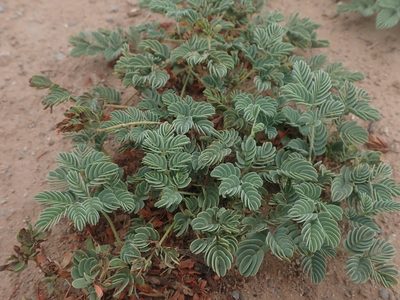 Hoffmannseggia repens, photographed by Nolan Exe