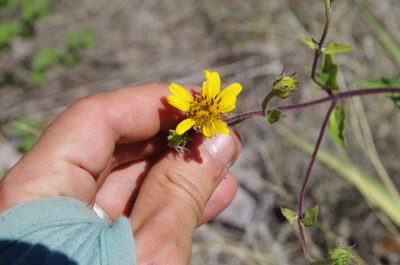 Aldama cordifolia, photographed by Eric Knight