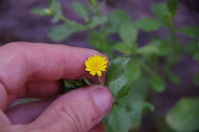Heterotheca viscida, photographed by Eric Knight