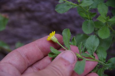 Heterotheca viscida, photographed by Eric Knight