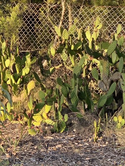 Opuntia puberula, photographed by Guy Taseski