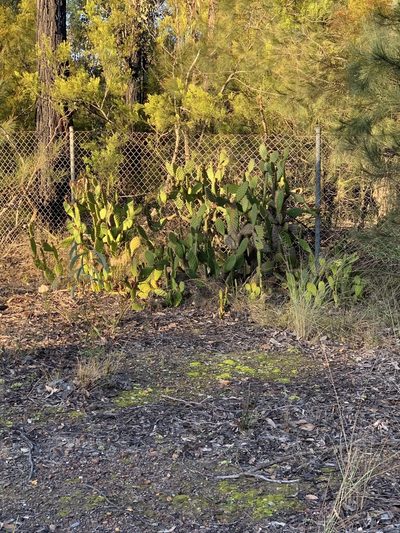 Opuntia puberula, photographed by Guy Taseski