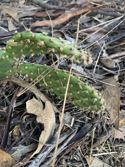 Opuntia puberula, photographed by Guy Taseski