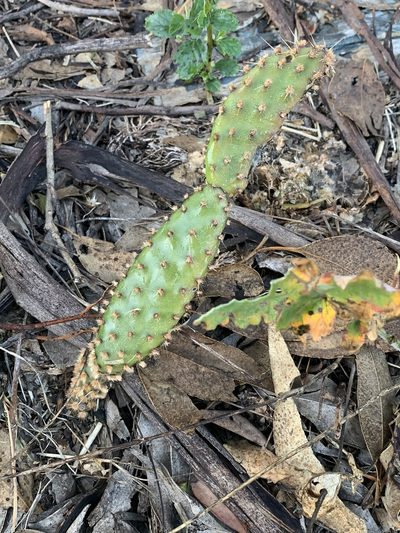 Opuntia puberula, photographed by Guy Taseski