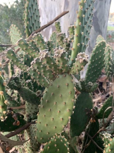 Opuntia puberula, photographed by Guy Taseski