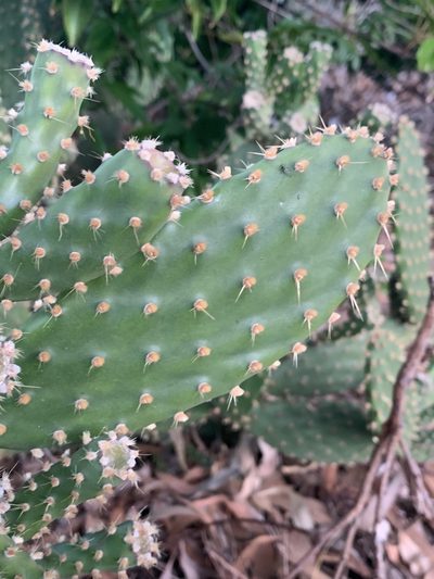 Opuntia puberula, photographed by Guy Taseski