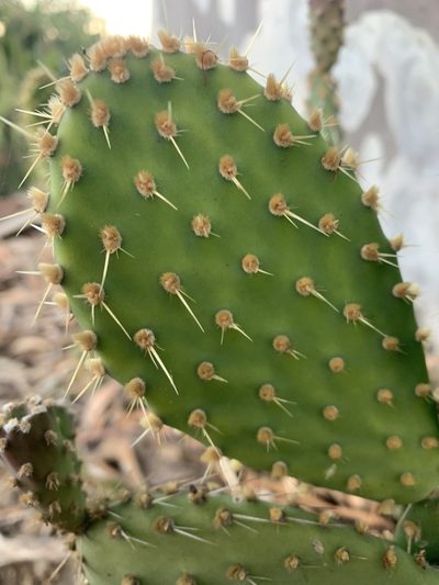 Opuntia puberula, photographed by Guy Taseski