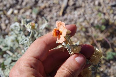 Sphaeralcea laxa, photographed by Eric Knight