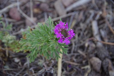 Verbena chiricahensis, photographed by Eric Knight