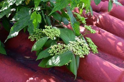 Viburnum jucundum, photographed by Neptalí Ramírez Marcial