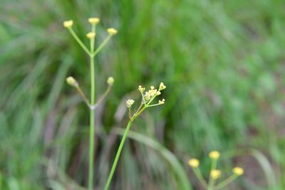 Donnellsmithia juncea, photographed by Neptalí Ramírez Marcial