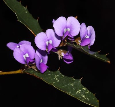 Hovea chorizemifolia, photographed by T. Hammer