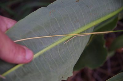 Rumex orthoneurus, photographed by Eric Knight