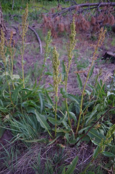 Rumex orthoneurus, photographed by Eric Knight
