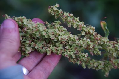 Rumex orthoneurus, photographed by Eric Knight