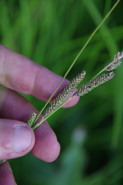 Carex kelloggii, photographed by Eric Knight