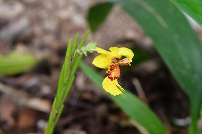 Lockhartia oerstedii, photographed by Neptalí Ramírez Marcial