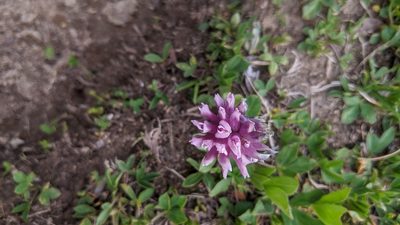Trifolium parryi, photographed by Jake Armstrong