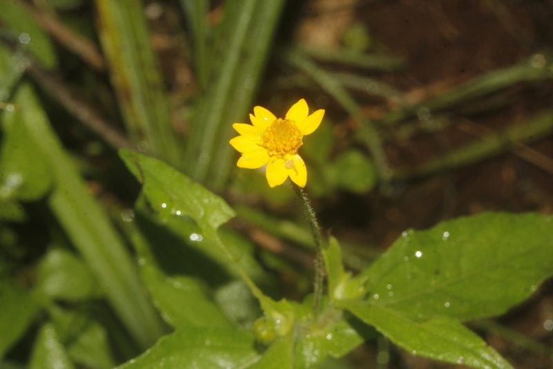 Melampodium microcephalum, photographed by Juan Cruzado Cortés