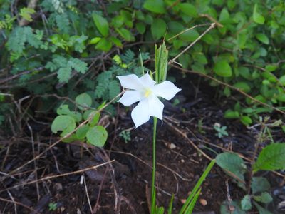 Cipura campanulata, photographed by Juan Cruzado Cortés