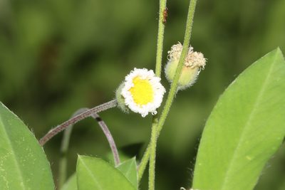 Erigeron procumbens, photographed by Rich Sommer