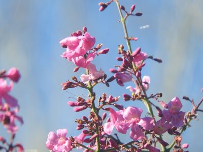 Fridericia floribunda, photographed by Juan Cruzado Cortés