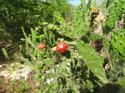 Opuntia karwinskiana, photographed by Juan Cruzado Cortés