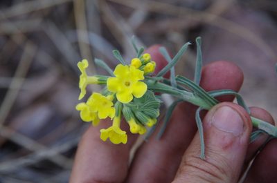 Lithospermum cobrense, photographed by Eric Knight