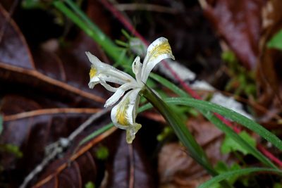 Iris chrysophylla, photographed by Brian Henderson