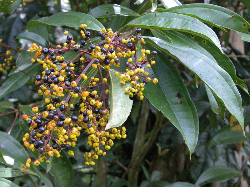 Miconia longifolia, photographed by Eduardo Chacón Madrigal