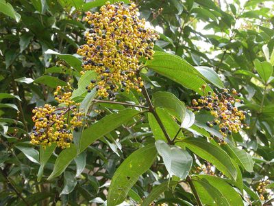 Miconia longifolia, photographed by Eduardo Chacón Madrigal