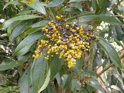 Miconia longifolia, photographed by Eduardo Chacón Madrigal
