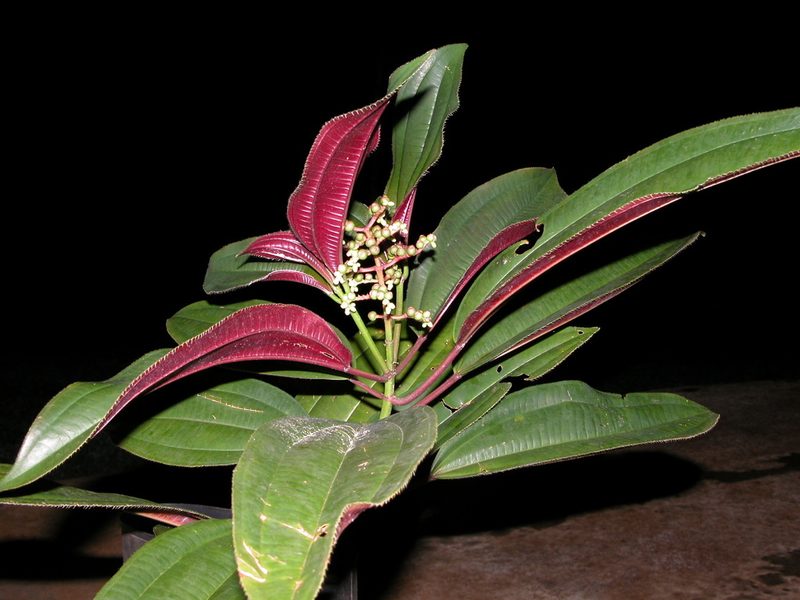 Miconia oinochrophylla, photographed by Eduardo Chacón Madrigal