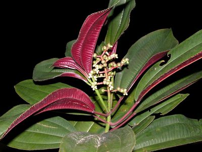 Miconia oinochrophylla, photographed by Eduardo Chacón Madrigal