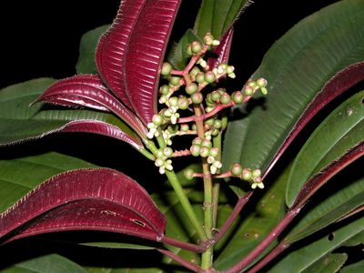 Miconia oinochrophylla, photographed by Eduardo Chacón Madrigal
