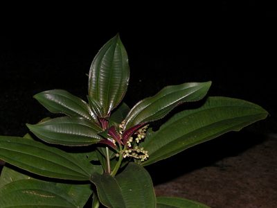 Miconia oinochrophylla, photographed by Eduardo Chacón Madrigal