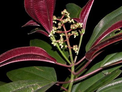 Miconia oinochrophylla, photographed by Eduardo Chacón Madrigal