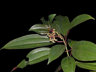 Miconia oinochrophylla, photographed by Eduardo Chacón Madrigal