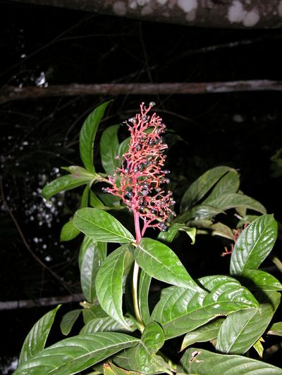Palicourea triphylla, photographed by Eduardo Chacón Madrigal