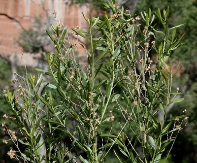 Baccharis salicina, photographed by desertnaturalist