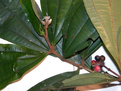 Miconia simplex, photographed by Eduardo Chacón Madrigal