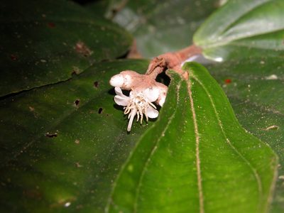 Miconia simplex, photographed by Eduardo Chacón Madrigal
