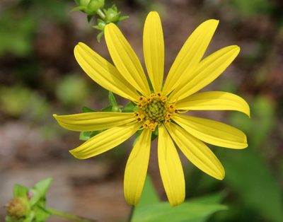 Silphium asteriscus, photographed by laalv1