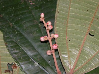 Miconia simplex, photographed by Eduardo Chacón Madrigal
